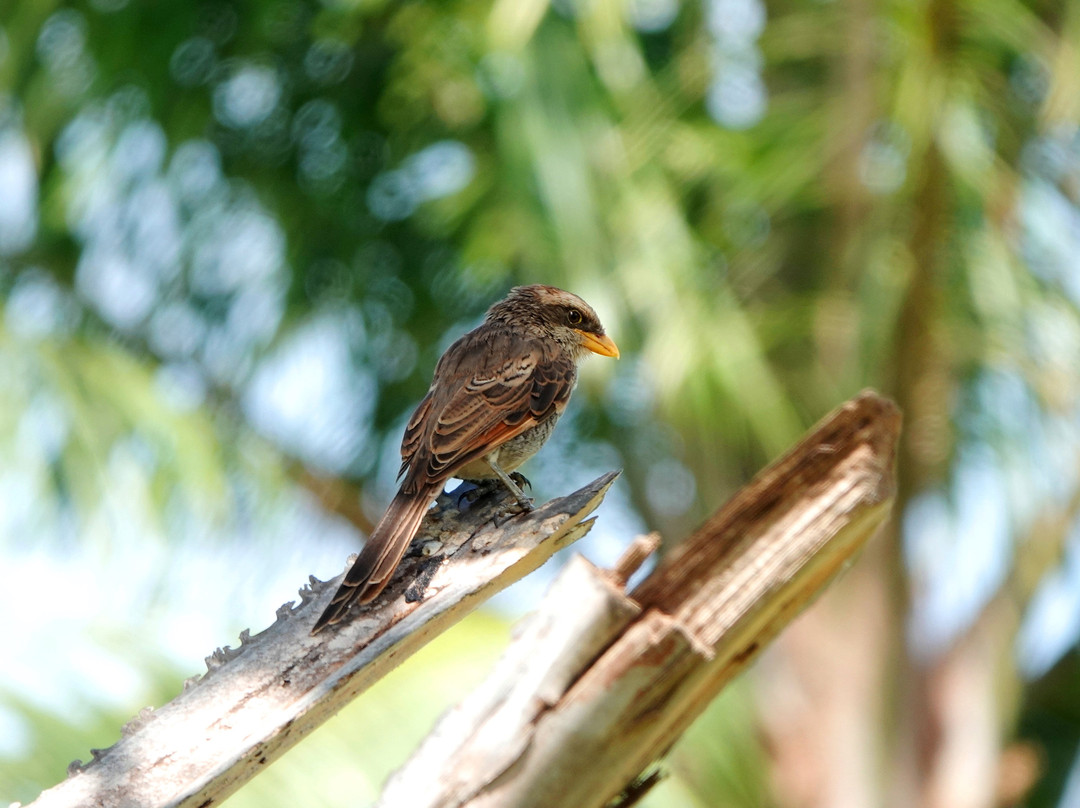 Gambia Birding Tours景点图片