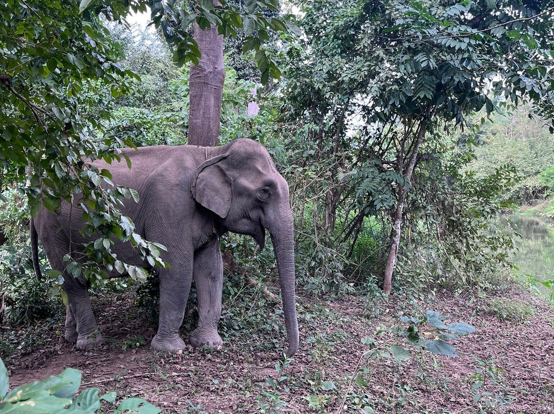 Yok Don National Park-Ea Huar必去景点