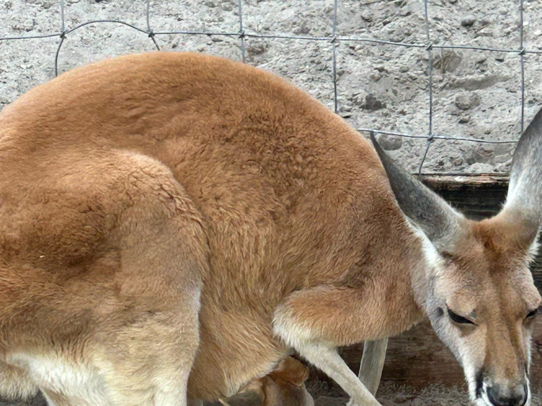 Animal Edventure Park-博因顿海滩必去景点