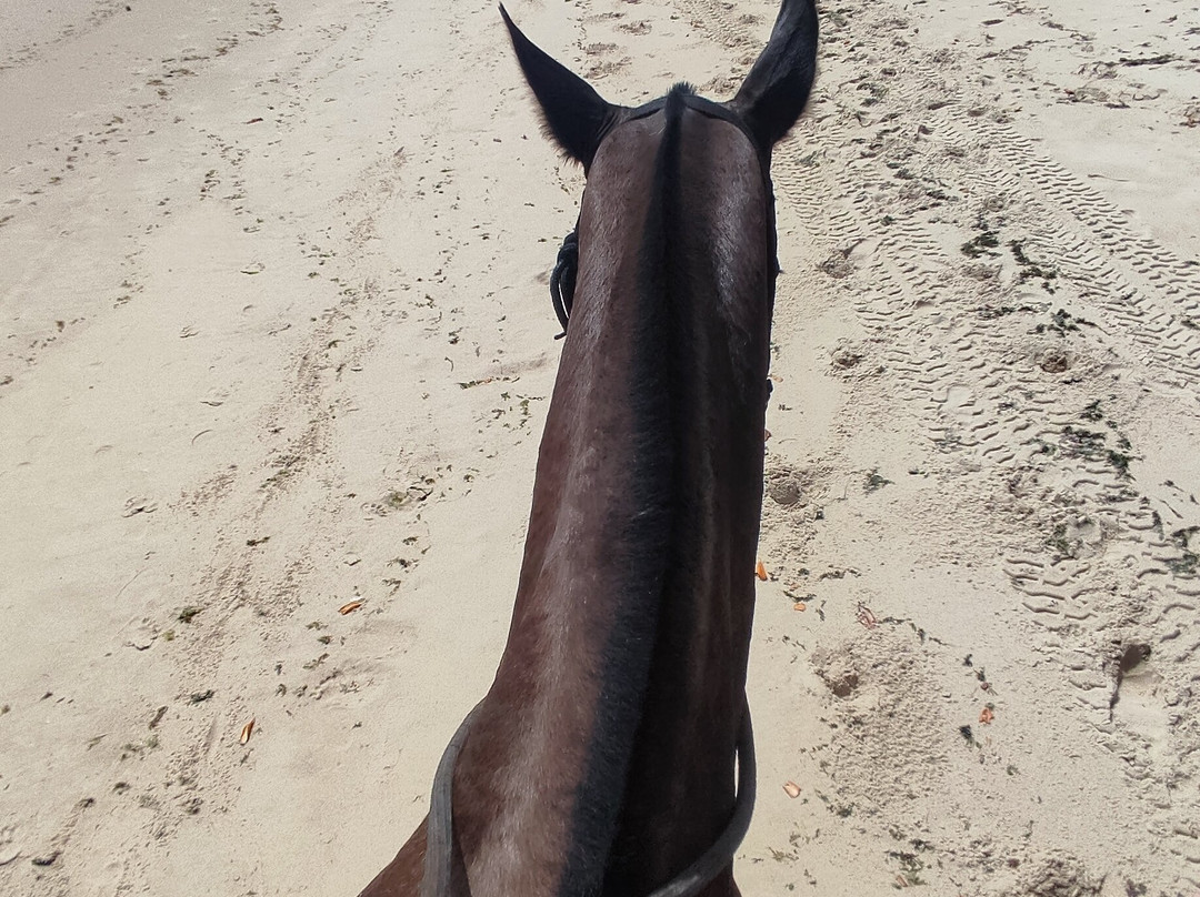 Haras Maracaipe-嘎林海斯港必去景点