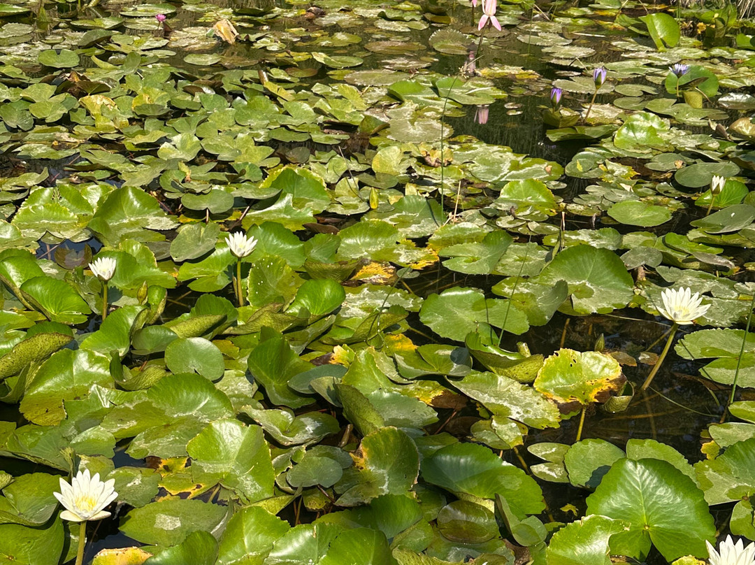 The Postcard Gir Wildlife Sanctuary主图