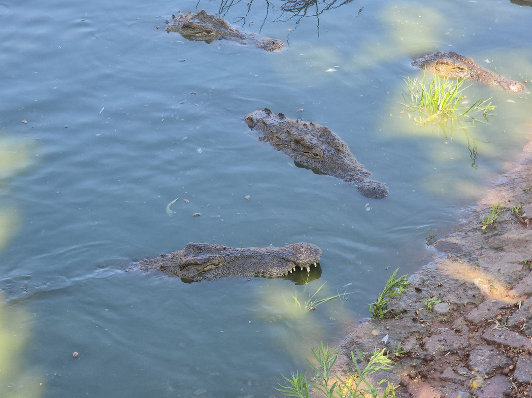 Agatha Crocodile Ranch-参宁必去景点
