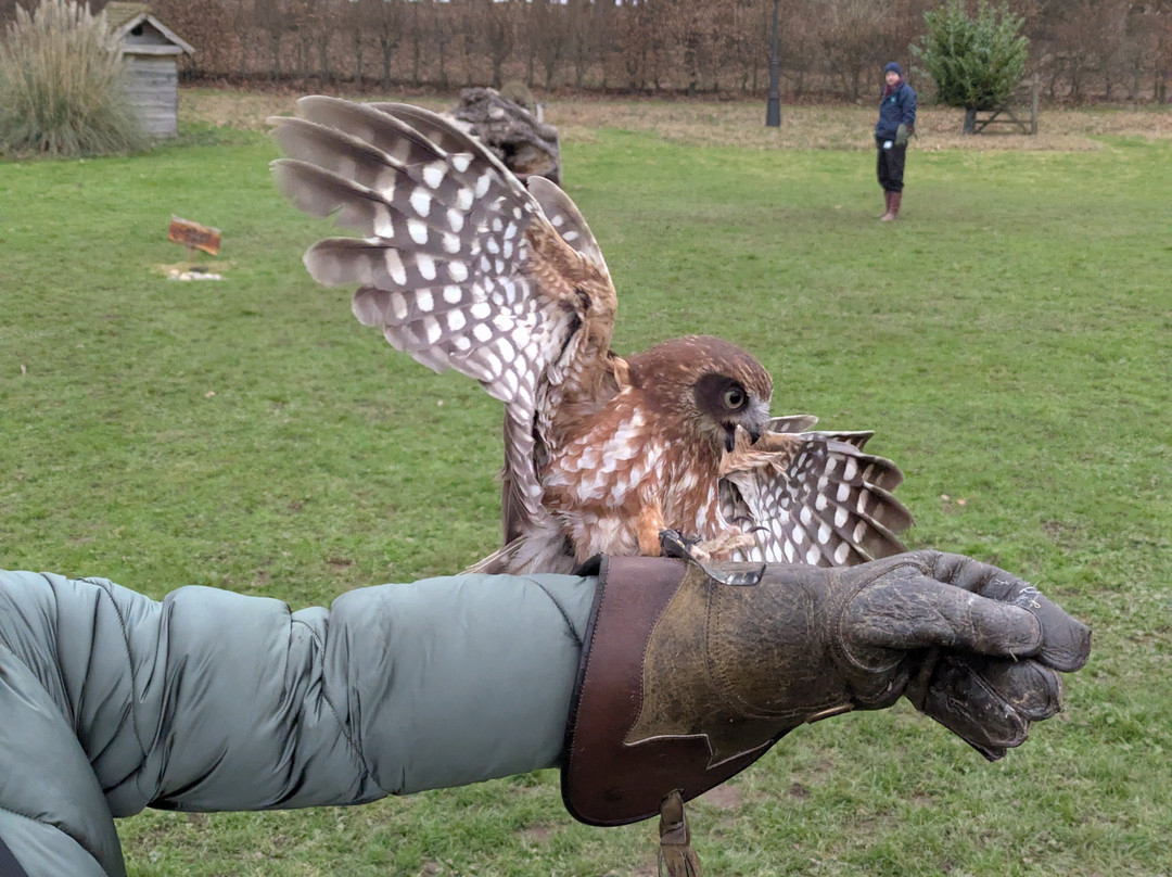 Leeds Castle Falconry Experiences-Leeds必去景点