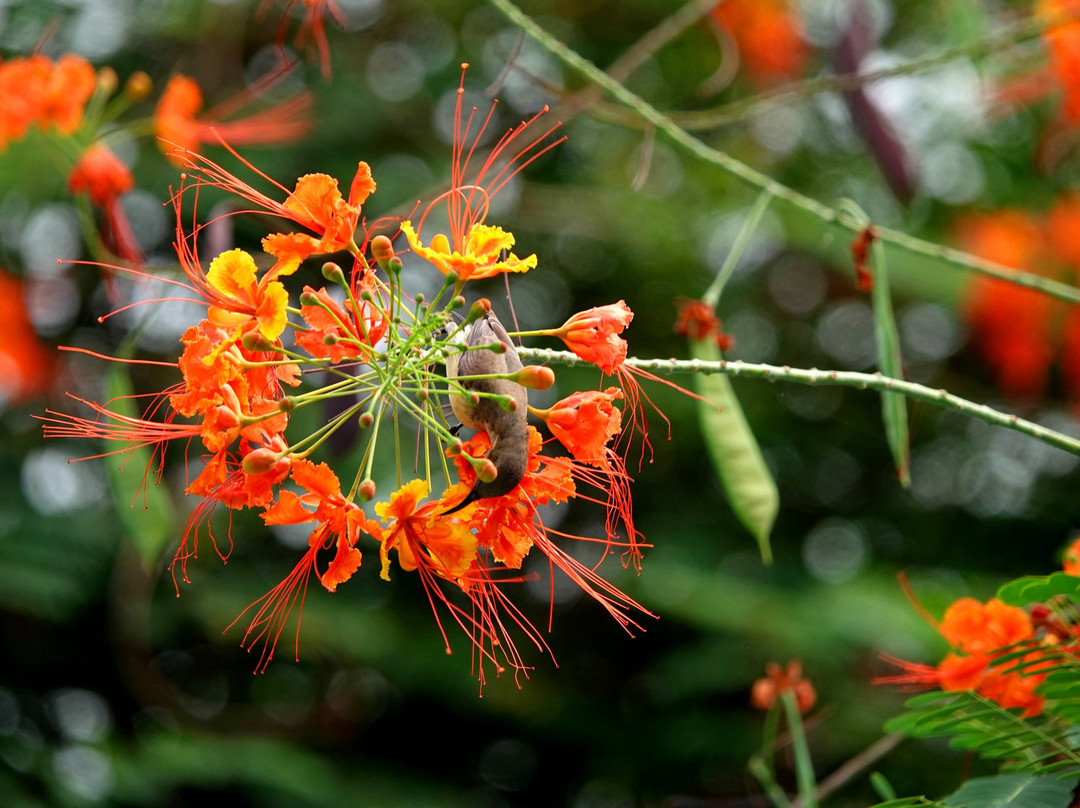 Hibiscus House主图