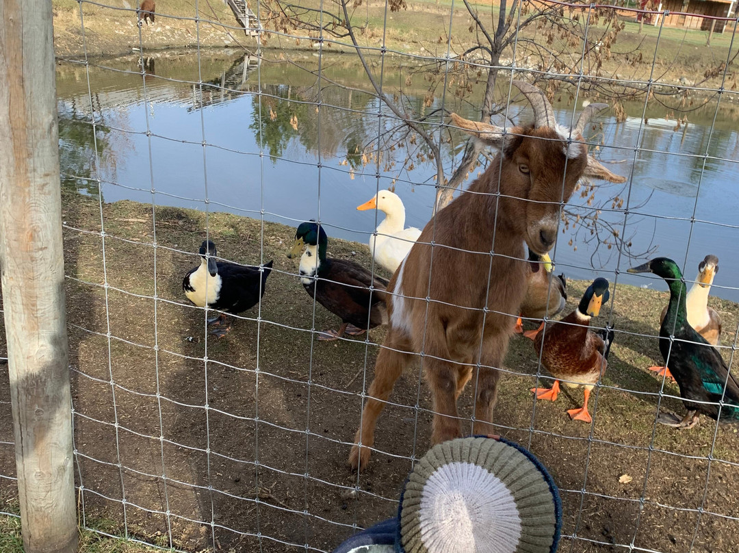 Kraay Family Farm景点图片
