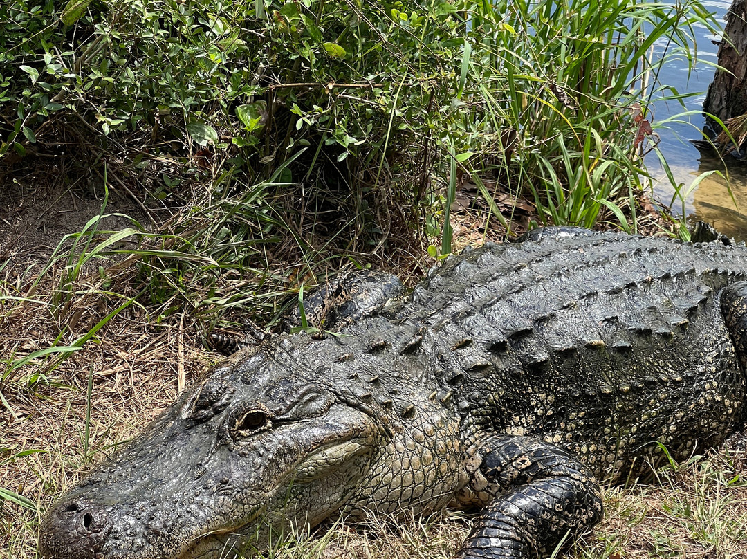Orange Hill Gator Farm景点图片
