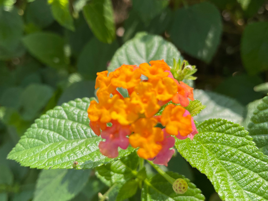 Hoiana Residences主图