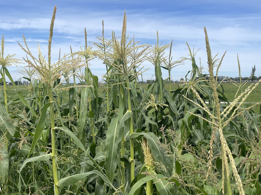 The Berry Dairy-Maffra必去景点