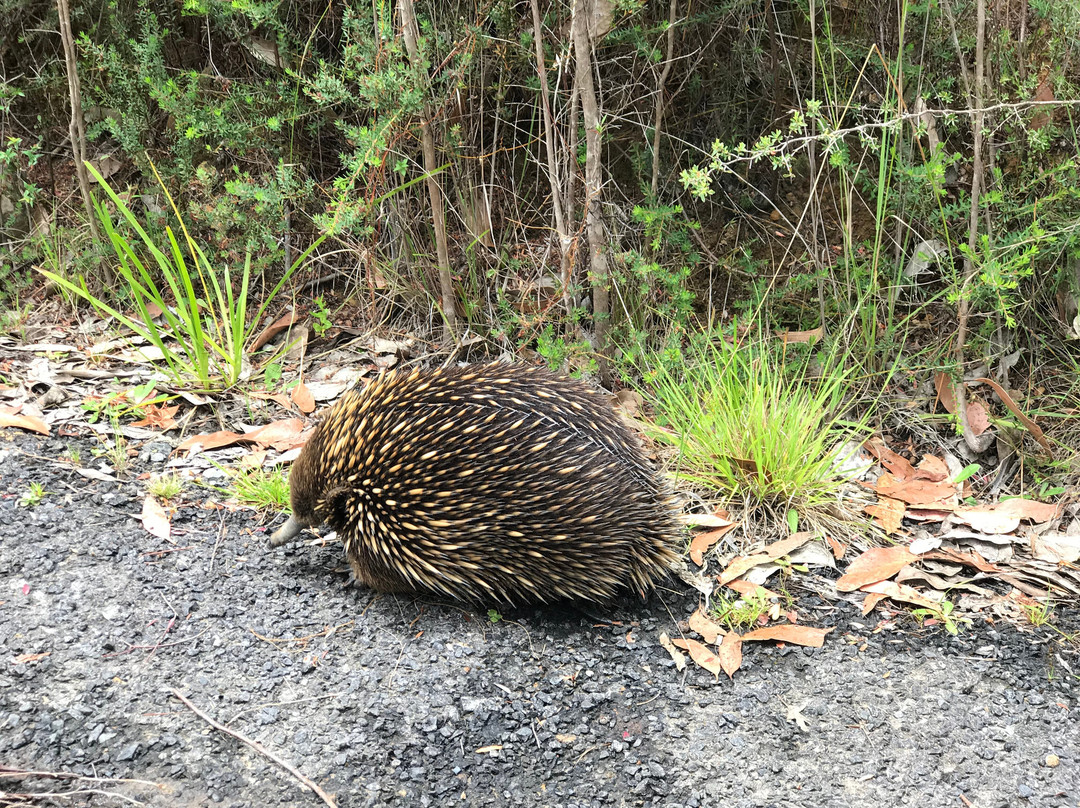 Halls Gap Visitor Information Centre-贺思盖必去景点