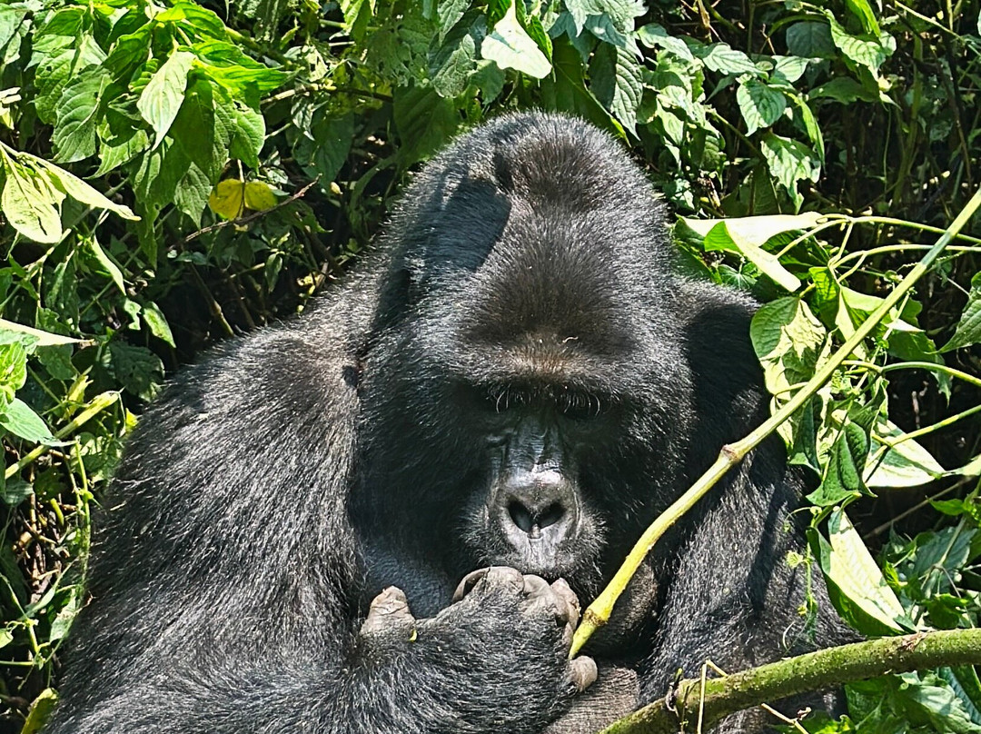Friendly Gorillas-坎帕拉必去景点