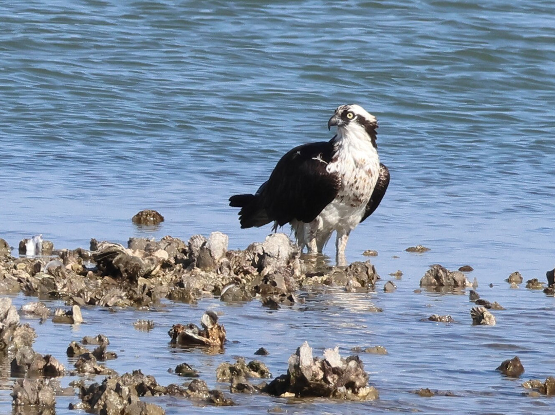 Rockport Birding and Kayak Adventures-罗克波特必去景点