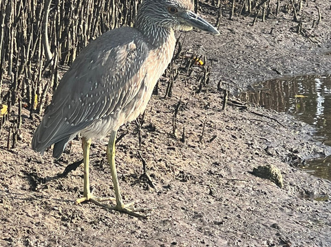 Surferbus-布雷登顿必去景点
