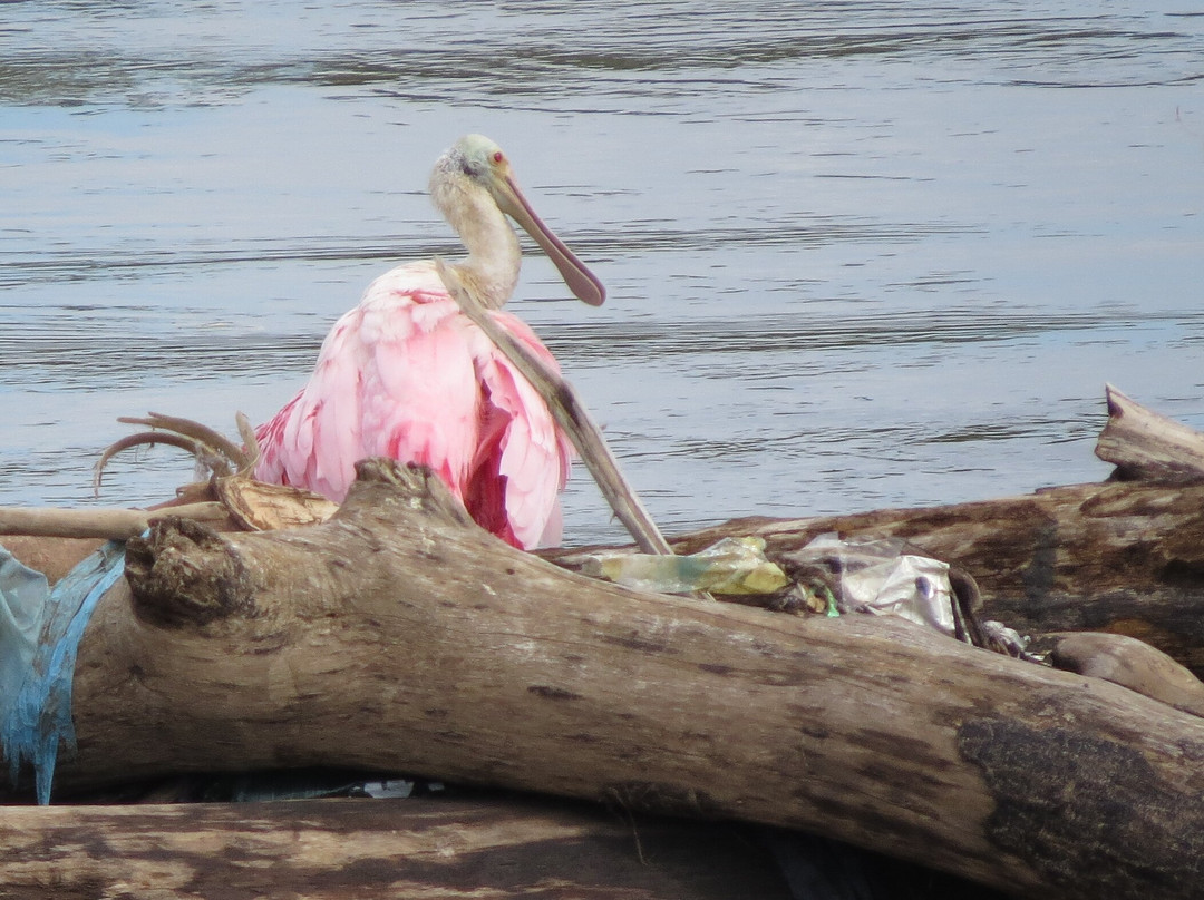 Parque Natural Ilha da Usina