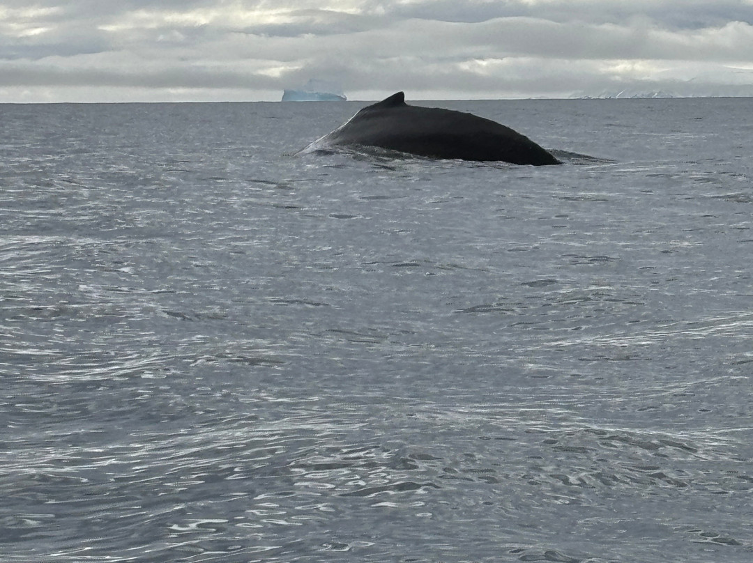 Deception Island-Antarctic Peninsula必去景点