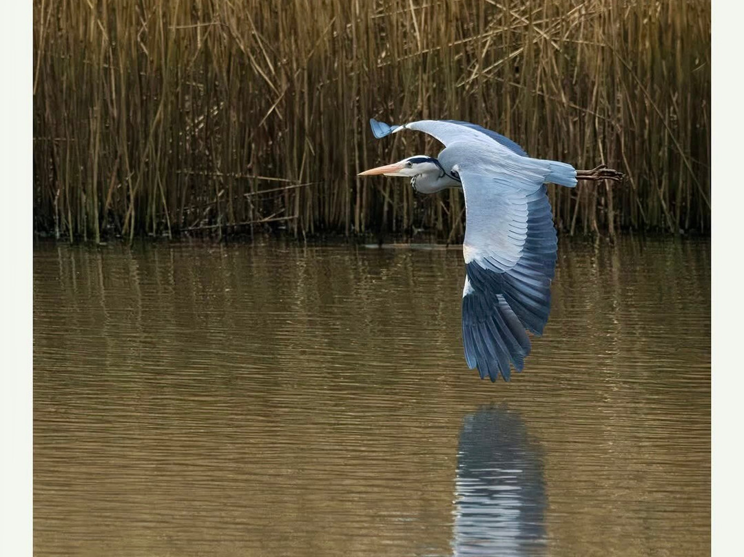 Brandon Marsh Nature Reserve景点图片