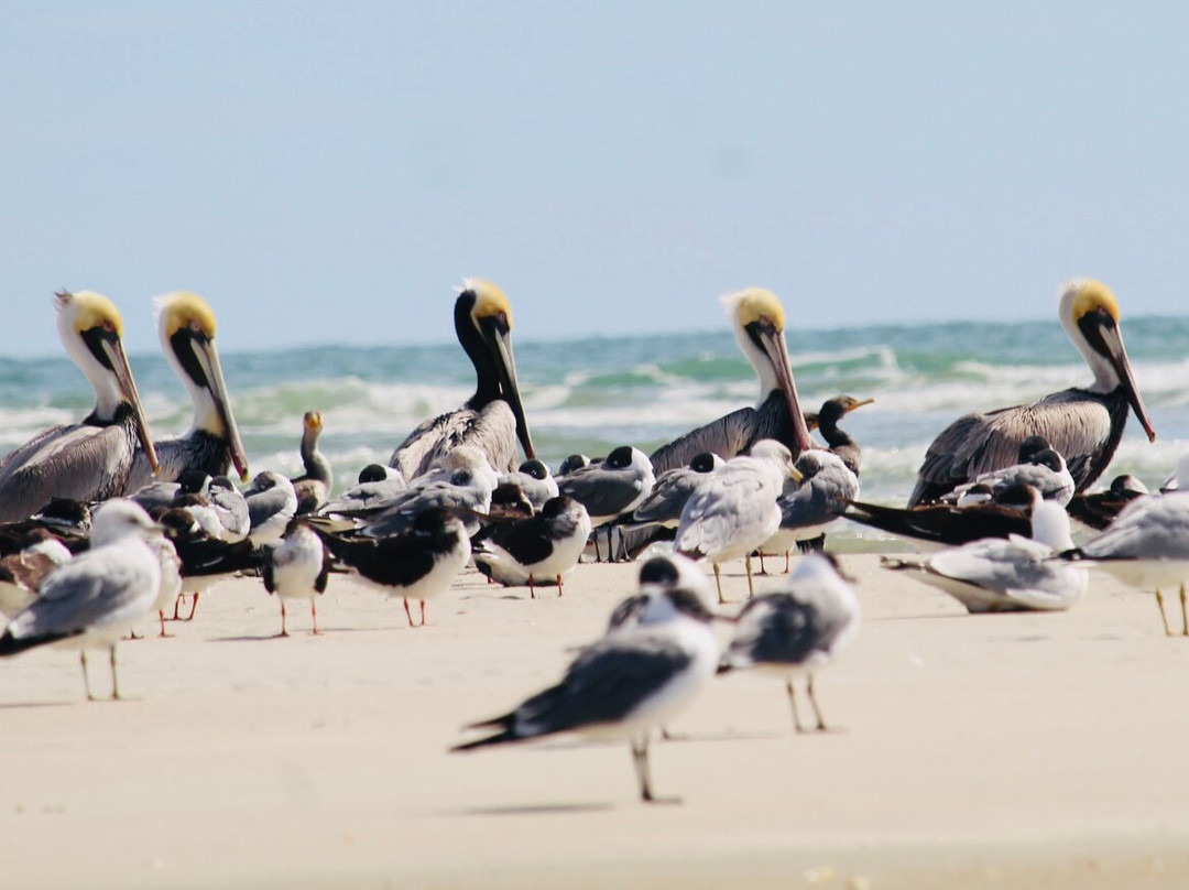 Pawleys Kayaks-帕利斯岛必去景点