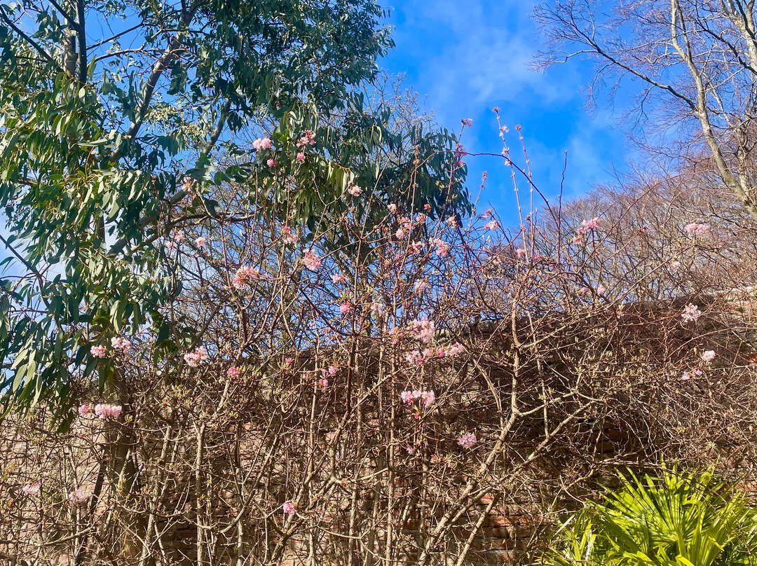 Persley Walled Garden-阿伯丁必去景点
