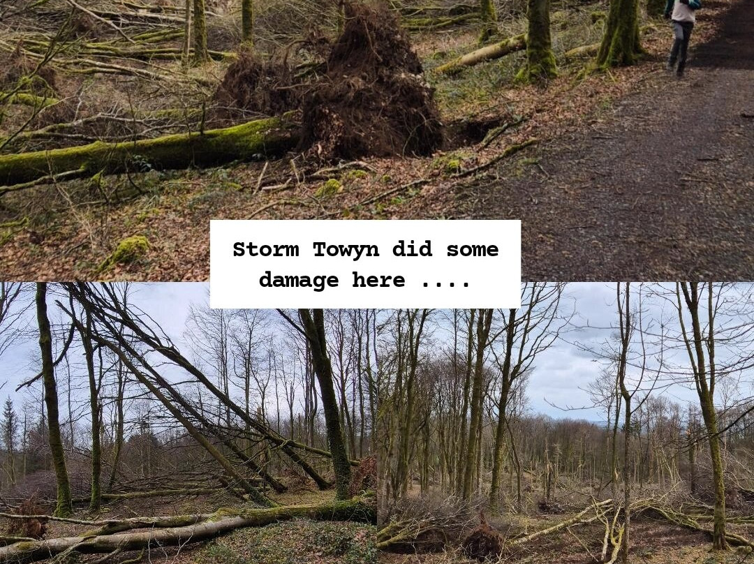 Mullaghmeen Forest-County Westmeath必去景点