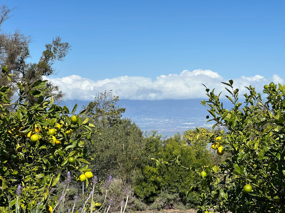 Maui Tea Farm-库拉必去景点