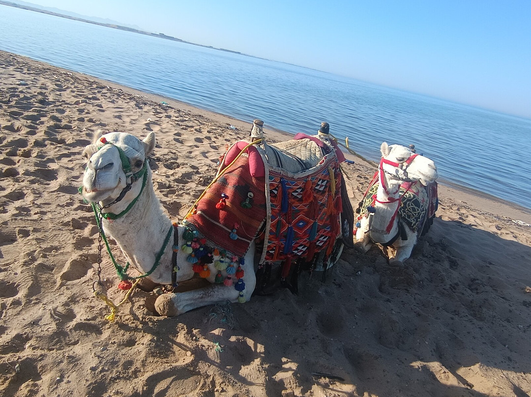 Trip Suchen Tours - Hurghada-赫尔格达必去景点