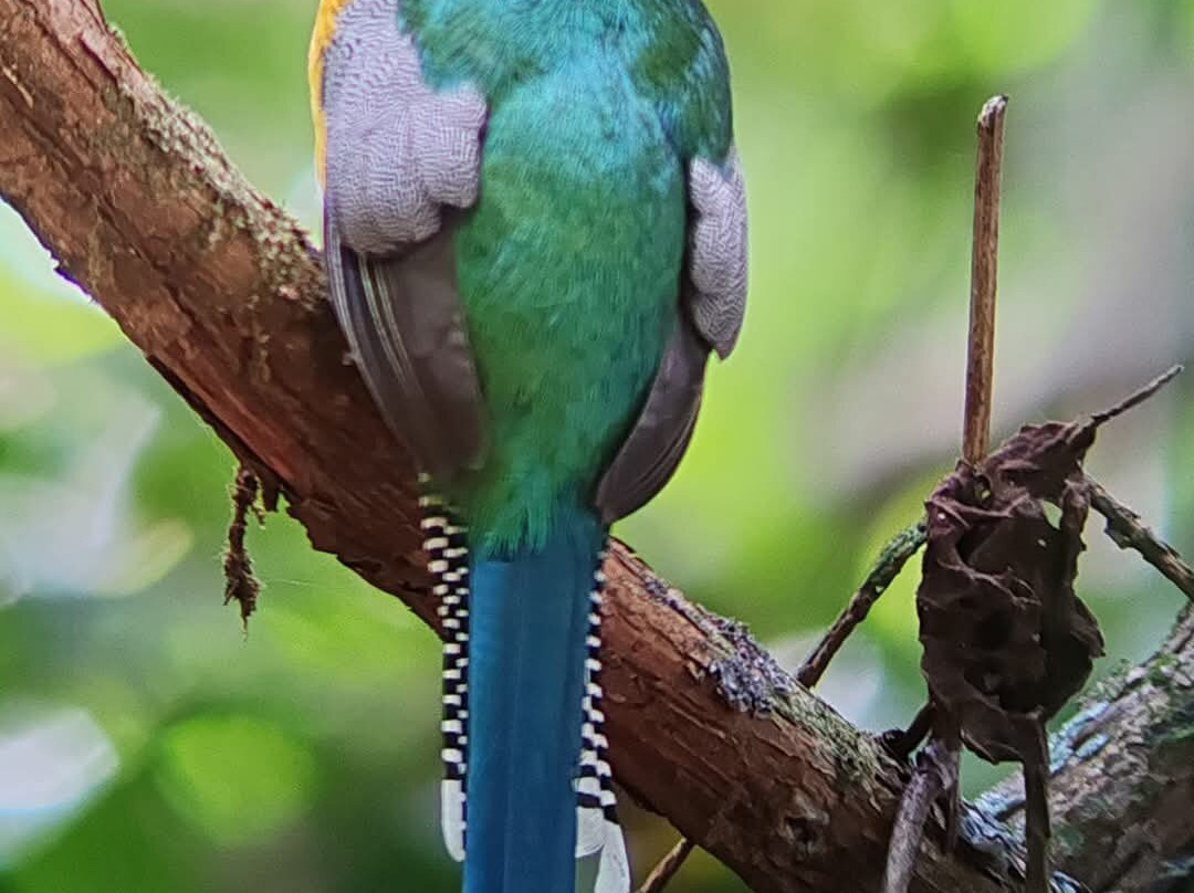 Puerto Jimenez De Puntarenas Costarica景点图片