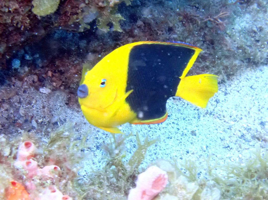 Deep Turtle Plongee-Les Anses d'Arlet必去景点