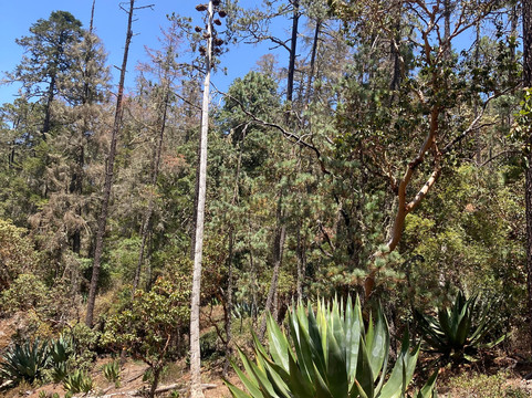 Tierraventura Ecoturismo-瓦哈卡必去景点