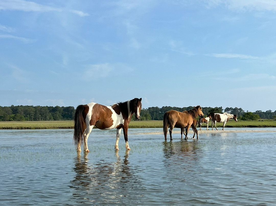 Chincoteague Island Tours-钦科蒂格岛必去景点