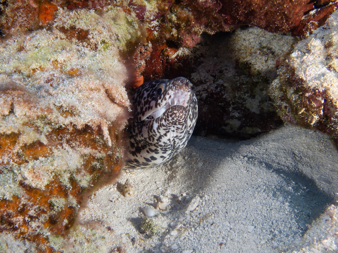 Bottom Time Divers-考祖梅必去景点