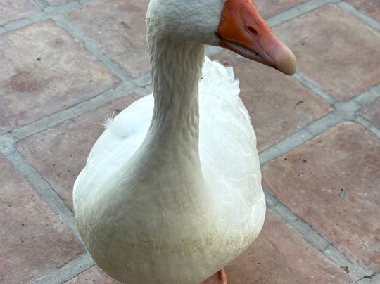 Cabras de Cafayate-卡法亚特必去景点