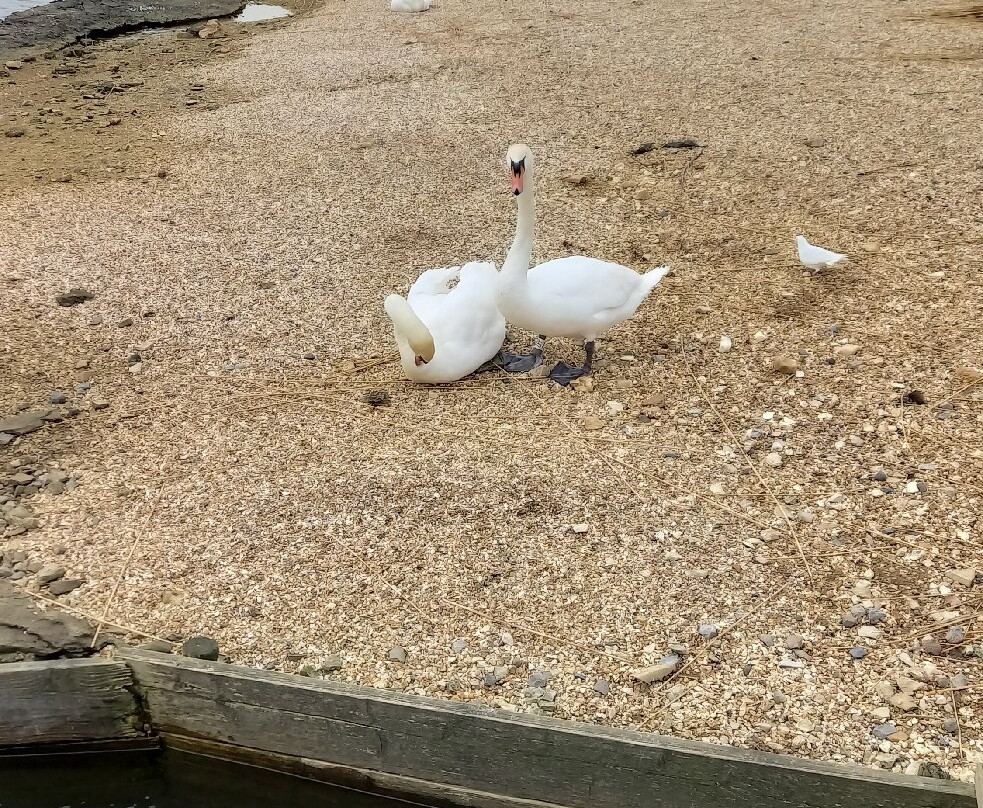 Abbotsbury Swannery景点图片
