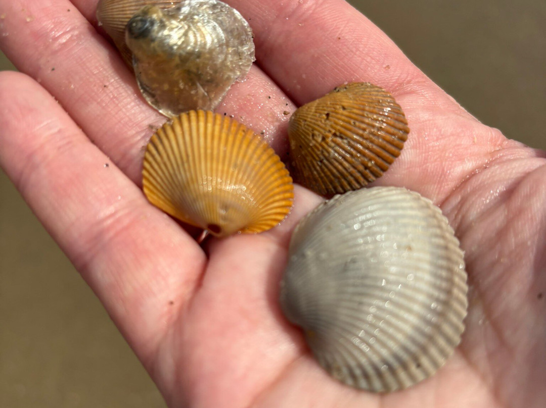 Mid Beach-泰碧岛必去景点