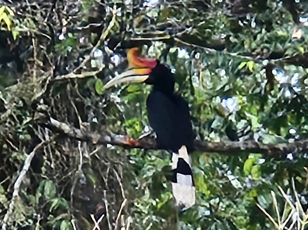 1StopBorneo Wildlife景点图片