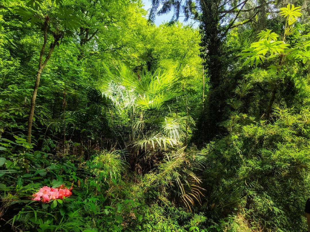 Jungle Garden Karlostachys景点图片