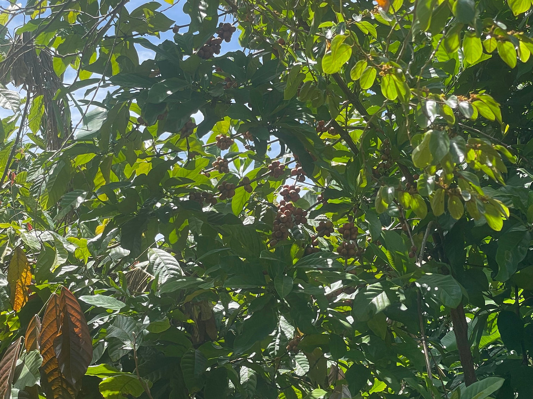 Palm Tree Gardens Botanical Garden-Saint David's必去景点