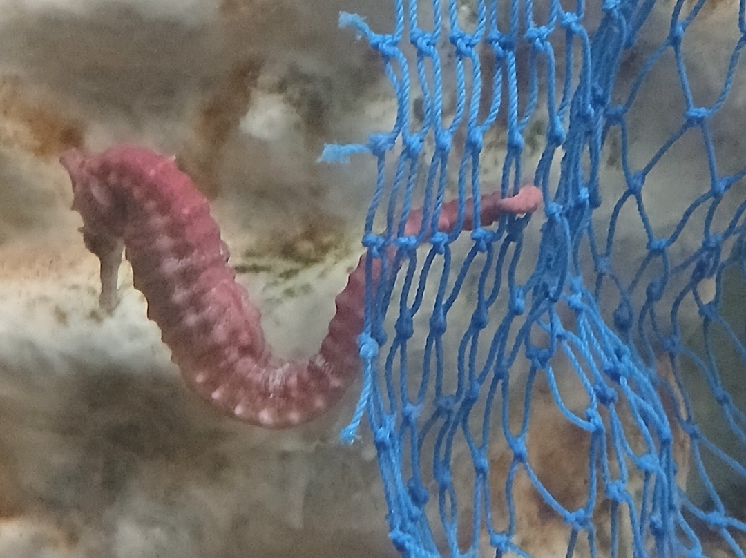 Seahorse World-Beauty Point必去景点