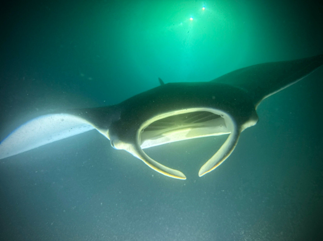 Blue Wilderness Dive Adventures-威可洛亚必去景点