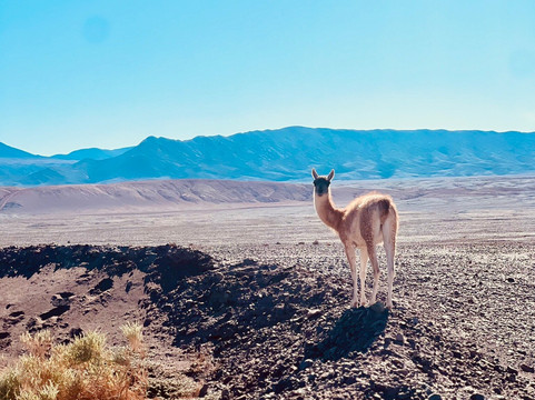 Rutas 360-圣佩德罗-德阿塔卡马必去景点