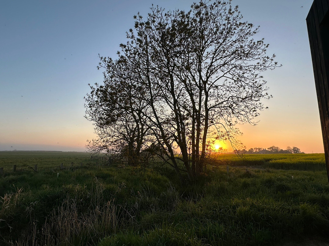 Trees At Tughall