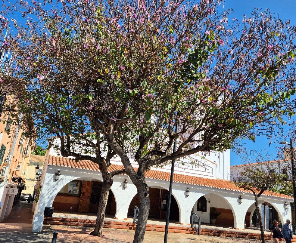 Iglesia de La Inmaculada Concepcion景点图片