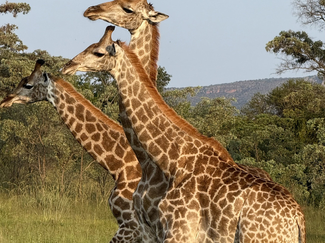 Honeyguide Ranger Camp-Entabeni Game Reserve必去景点