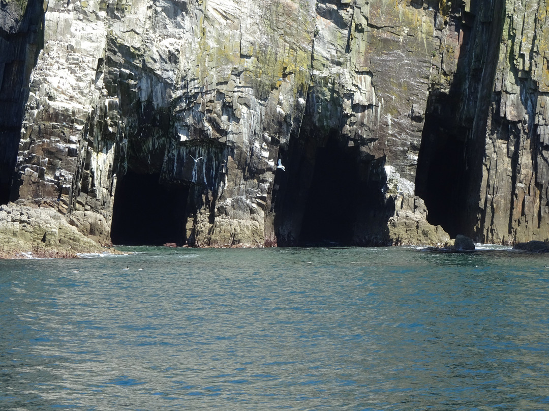 Atlantic Whale and Wildlife Tours-Courtmacsherry必去景点