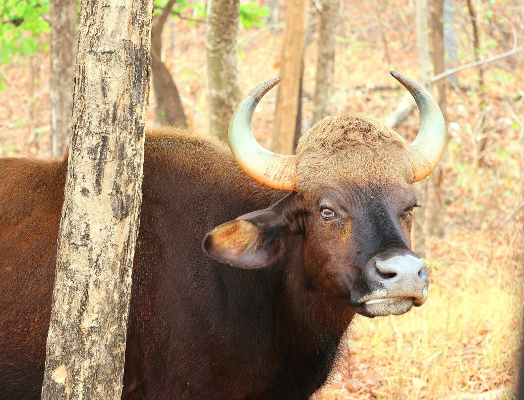 Tadoba Safari Stay Nature's Sprout主图