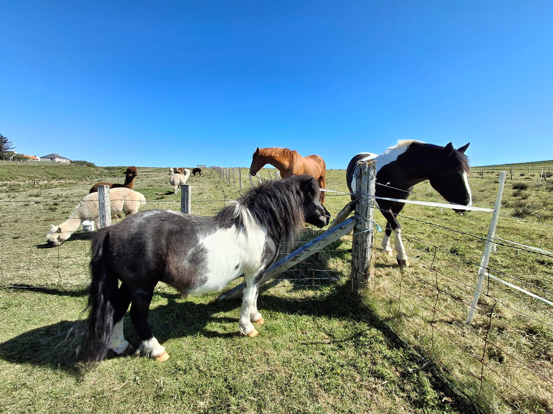 Alpacan - Alpacas of the Outer Hebrides-Isle of Lewis必去景点