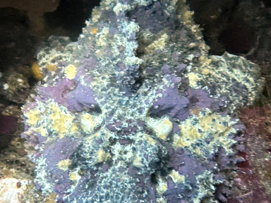 All 4 Diving Indonesia-沙努尔必去景点