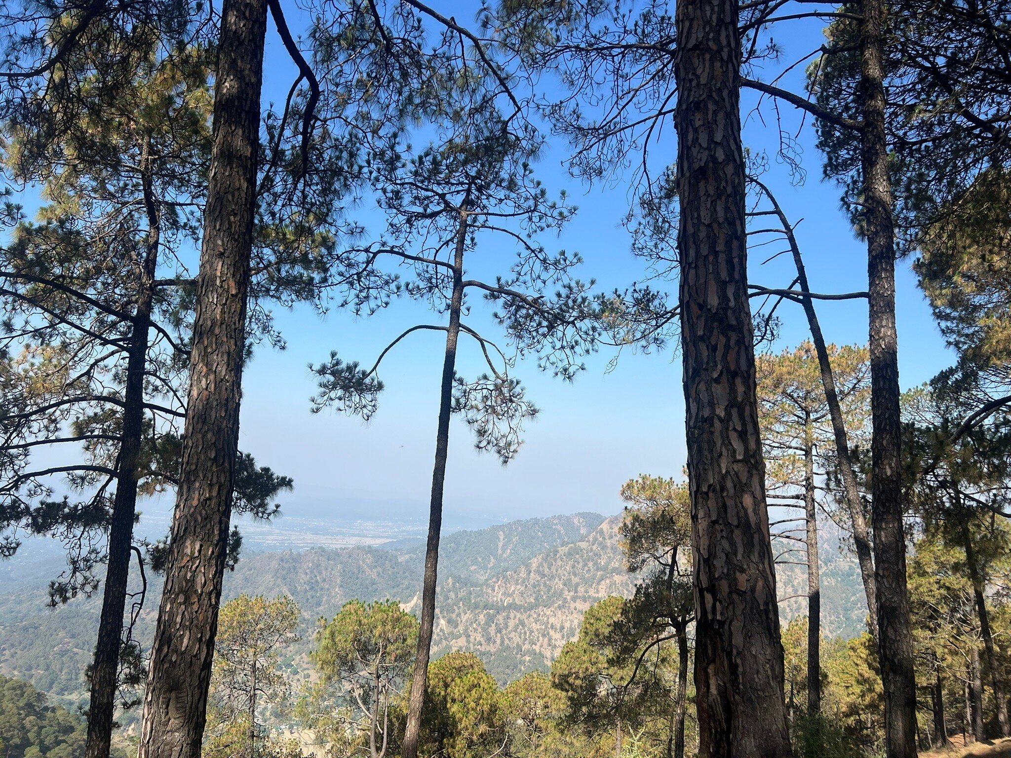 Lemon Tree Hotel Mcleodganj-官方