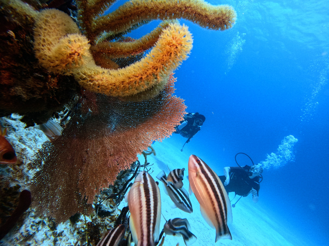 Diving Dominican Republic-Bayahibe必去景点