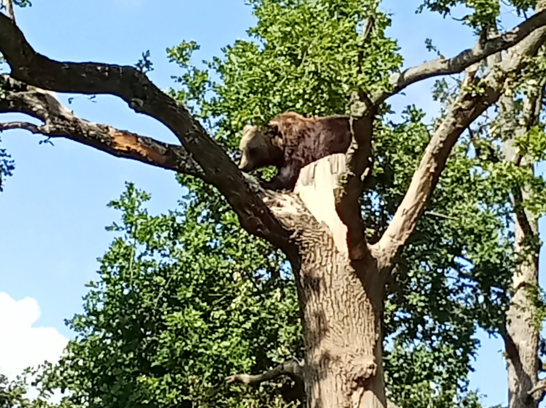 Libearty Bear Sanctuary Zarnesti-Zarnesti必去景点