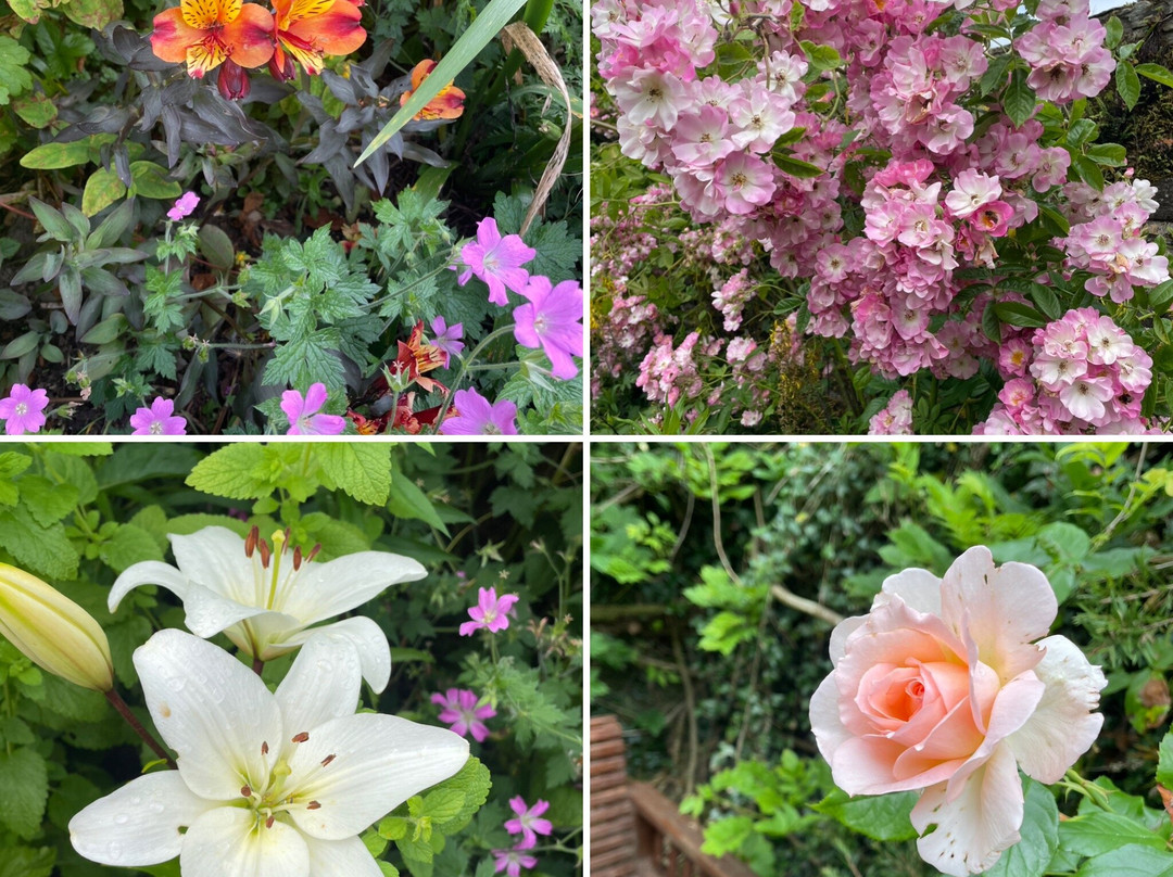 Kilmokea Country Manor & Gardens主图