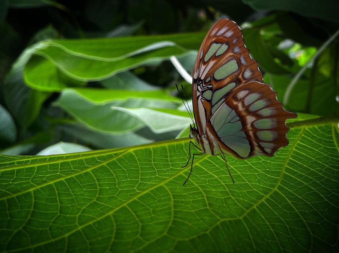 Jardin Des Papillons-Grevenmacher必去景点